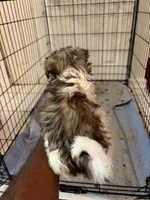 Brik, a male Havanese for sale in Duluth, GA – Photo 7 of 8