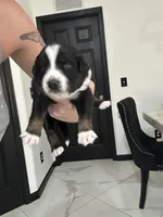 Scarlette, a female Miniature Australian Shepherd for sale in Fort Myers, FL – 3 of 4