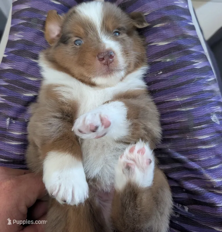 Cliff – Miniature Australian Shepherd puppy for sale in Fort Myers, FL