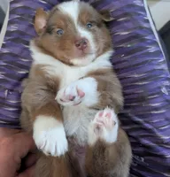 Cliff, a male Miniature Australian Shepherd for sale in Fort Myers, FL – 1 of 4