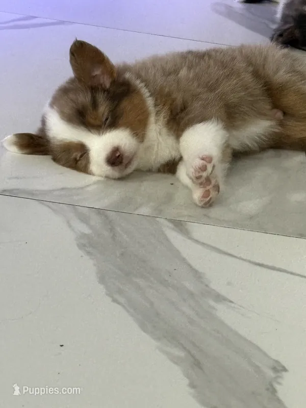 T Bone – Australian Shepherd puppy for sale in Fort Myers, FL