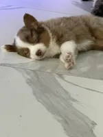 T Bone, a male Australian Shepherd for sale in Fort Myers, FL – 1 of 1