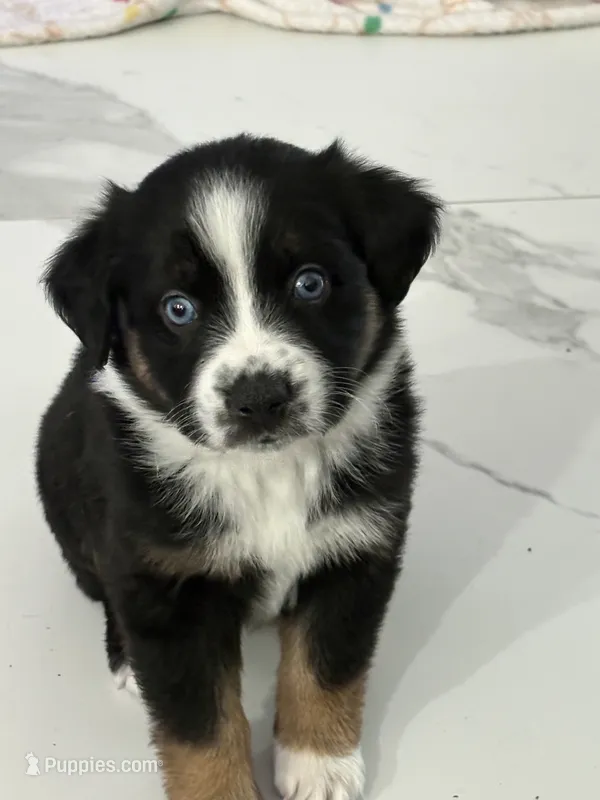 Scarlette – Miniature Australian Shepherd puppy for sale in Fort Myers, FL