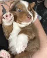 Cliff, a male Miniature Australian Shepherd for sale in Fort Myers, FL – 4 of 4