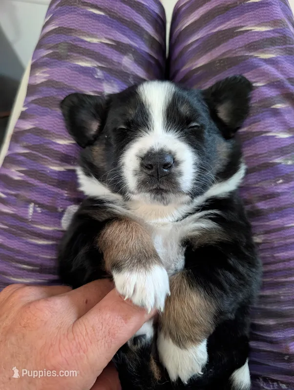 Scarlette – Miniature Australian Shepherd puppy for sale in Fort Myers, FL
