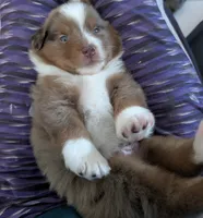 Cliff, a male Miniature Australian Shepherd for sale in Fort Myers, FL – 2 of 4