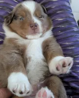 Cliff, a male Miniature Australian Shepherd for sale in Fort Myers, FL – 3 of 4