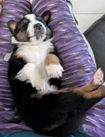 Mr man , a male Miniature Australian Shepherd for sale in Fort Myers, FL – 2 of 2