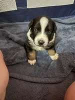 Scarlette, a female Miniature Australian Shepherd for sale in Fort Myers, FL – 2 of 4