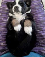 Scarlette, a female Miniature Australian Shepherd for sale in Fort Myers, FL – 4 of 4
