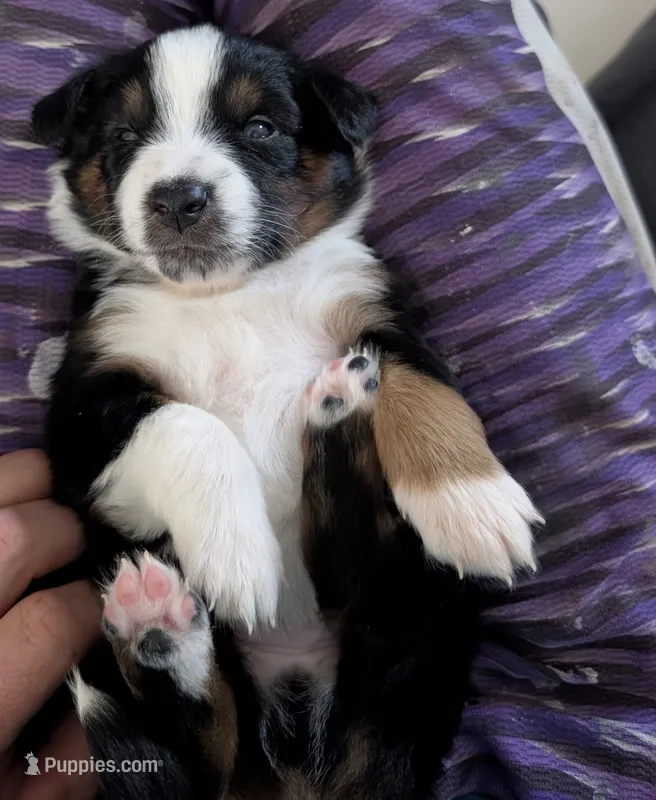 Mr man  – Miniature Australian Shepherd puppy for sale in Fort Myers, FL