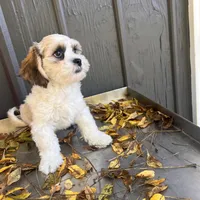 OLIVER , a male Shichon for sale in Brookfield, WI – 1 of 3