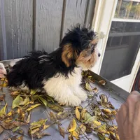 OLIVER , a male Shichon for sale in Brookfield, WI – 4 of 4