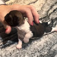 AKC ROMEO , a male Shih Tzu for sale in Brookfield, WI – 2 of 4