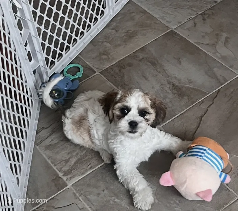 MAX – Shichon puppy for sale in Brookfield, WI