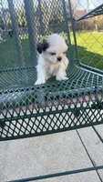 MILWAUKEE AREA TEA CUP BOY READY, a male Shichon for sale in Brookfield, WI – Photo 4 of 5