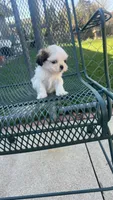 MILWAUKEE AREA TEA CUP BOY READY, a male Shichon for sale in Brookfield, WI – Photo 5 of 5