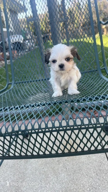MILWAUKEE AREA TEA CUP BOY READY – Shichon puppy for sale in Brookfield, WI