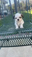 MILWAUKEE AREA TEA CUP BOY READY, a male Shichon for sale in Brookfield, WI – Photo 1 of 5