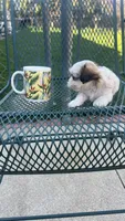 MILWAUKEE AREA TEA CUP BOY READY, a male Shichon for sale in Brookfield, WI – Photo 2 of 5
