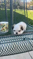 MILWAUKEE AREA TEA CUP BOY READY, a male Shichon for sale in Brookfield, WI – Photo 3 of 5