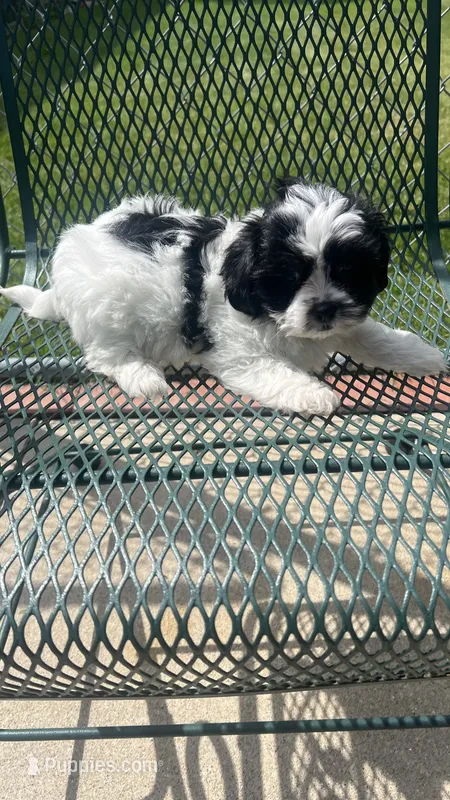 CHARLIE – Shichon puppy for sale in Milwaukee, WI