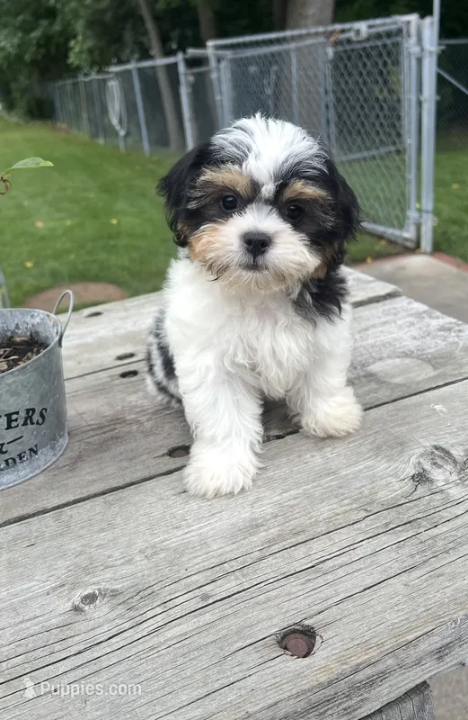 Brookfield Boy Teddy – Shichon puppy for sale in Brookfield, WI