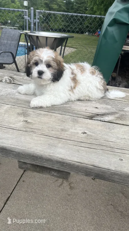 TEDDY BOY BROOKFIELD – Shichon puppy for sale in Brookfield, WI