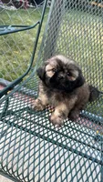 BROOKFIELD (COCO) AKC registered girl, a female Shih Tzu for sale in Brookfield, WI – 3 of 6