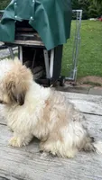 EDDIE , a male Shichon for sale in Brookfield, WI – 5 of 5