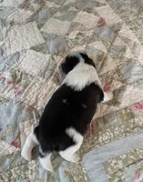 BROOKFIELD BOY JERRY, a male Shih Tzu for sale in Brookfield, WI – 9 of 9