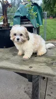 EDDIE BOY, a male Shih Tzu for sale in Brookfield, WI – 2 of 3
