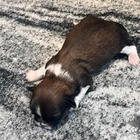 AKC FRANK , a male Shih Tzu for sale in Brookfield, WI – 1 of 4