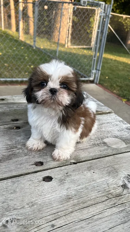 BROOKFIELD (BUDDY) AKC registered boy – Shih Tzu puppy for sale in Brookfield, WI