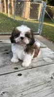 BROOKFIELD (BUDDY) AKC registered boy, a male Shih Tzu for sale in Brookfield, WI – 1 of 6