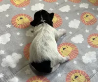 OPAL, a female Shih Tzu for sale in Brookfield, WI – 2 of 2