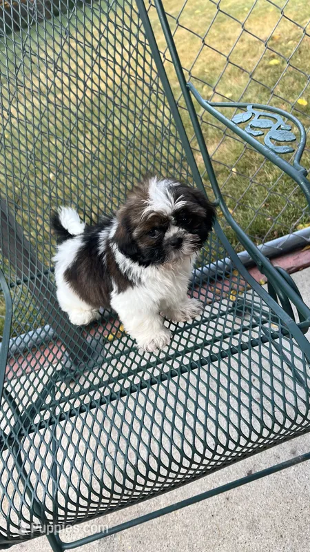 BROOKFIELD (BUSTER) AKC registered boy – Shih Tzu puppy for sale in Brookfield, WI