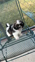 BROOKFIELD (BUSTER) AKC registered boy, a male Shih Tzu for sale in Brookfield, WI – 1 of 7