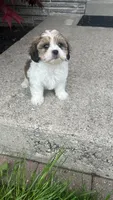 EDDIE, a male Shichon for sale in Milwaukee, WI – 3 of 3