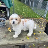 TEDDY, a male Shichon for sale in Brookfield, WI – 3 of 3