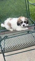 TEDDY, a male Shichon for sale in Milwaukee, WI – 2 of 2