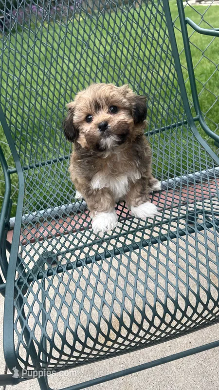 COCO  – Shichon puppy for sale in Milwaukee, WI
