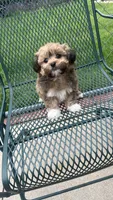 COCO , a male Shichon for sale in Milwaukee, WI – 1 of 2