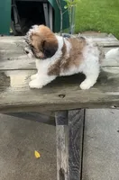 BROOKFIELD BOY BUDDY SHICHON, a male Shih Tzu for sale in Brookfield, WI – 3 of 4