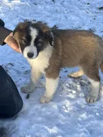 MILW -HEELER/COLLIE BOY, a male Lancashire Heeler for sale in Brookfield, WI – Photo 3 of 4