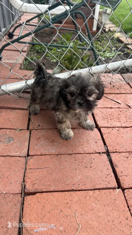 MILWAUKEE AREA GIRL READY – Shichon puppy for sale in Brookfield, WI