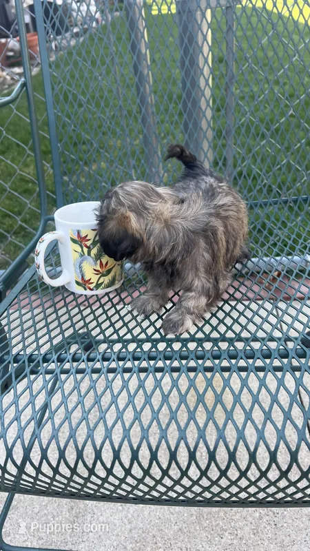 MILWAUKEE AREA GIRL READY – Shichon puppy for sale in Brookfield, WI