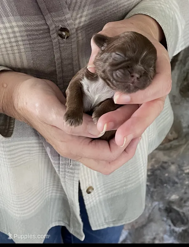 BROOKFIELD COCO GIRL – Shih Tzu puppy for sale in Brookfield, WI