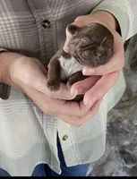 BROOKFIELD COCO GIRL, a female Shih Tzu for sale in Brookfield, WI – 1 of 4