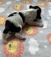 DIAMOND, a female Shih Tzu for sale in Brookfield, WI – 2 of 3